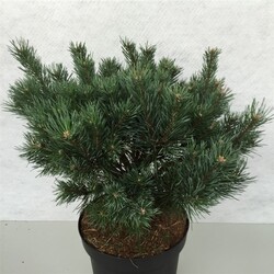 Pušis paprastoji (Lot Pinus sylv.) 'Watereri' C10 40-50 CM - nuotrauka 2