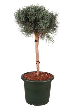 Pušis paprastoji (Lot Pinus sylv.) 'Watereri' C10 50-60 CM - nuotrauka 1