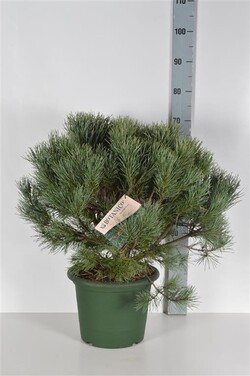 Pušis paprastoji (Lot Pinus sylv.) 'Watereri' C10 50-60 CM - nuotrauka 2