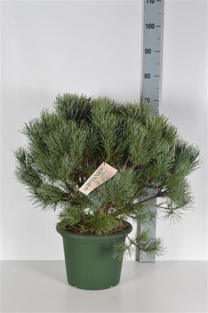 Pušis paprastoji (Lot Pinus sylv.) 'Watereri' C10 50-60 CM