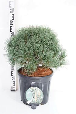 Pušis paprastoji (Lot Pinus sylv.) 'Watereri' C13 50-60 CM | PUŠYS | SPYGLIUOČIAI