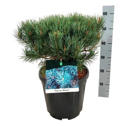 Pušis paprastoji (Lot Pinus sylv.) 'Watereri' C15 30-40 CM | PUŠYS | SPYGLIUOČIAI