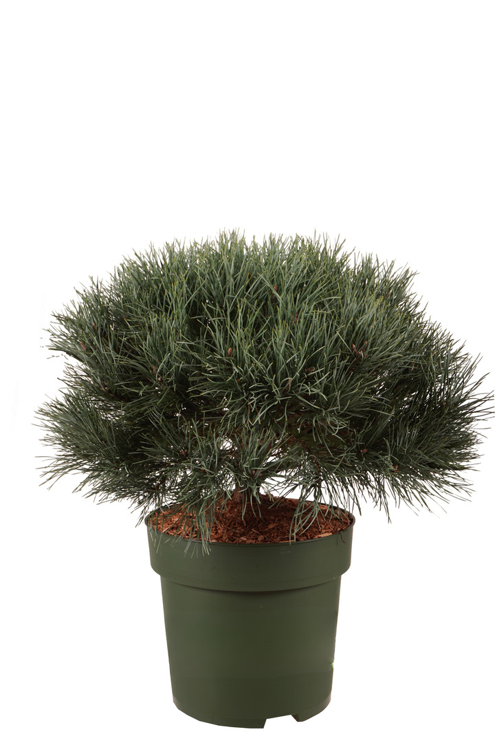 Pušis paprastoji (Lot Pinus sylv.) 'Watereri' C15 60-70 CM | PUŠYS | SPYGLIUOČIAI