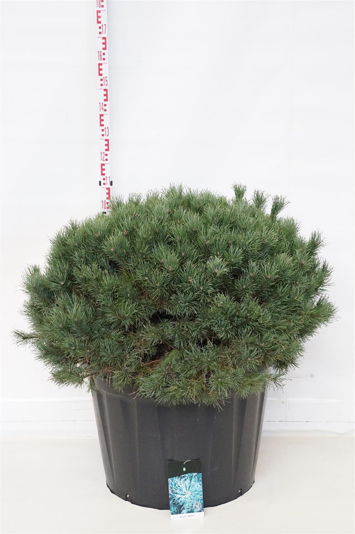 Pušis paprastoji (Lot Pinus sylv.) 'Watereri' C180 100-125 CM SOL | PUŠYS | SPYGLIUOČIAI