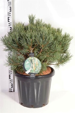 Pušis paprastoji (Lot Pinus sylv.) 'Watereri' C25 50-60 CM
