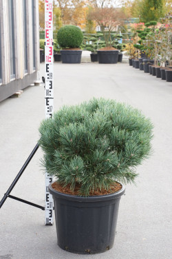 Pušis paprastoji (Lot Pinus sylv.) 'Watereri' C35 60-70 CM - nuotrauka 1
