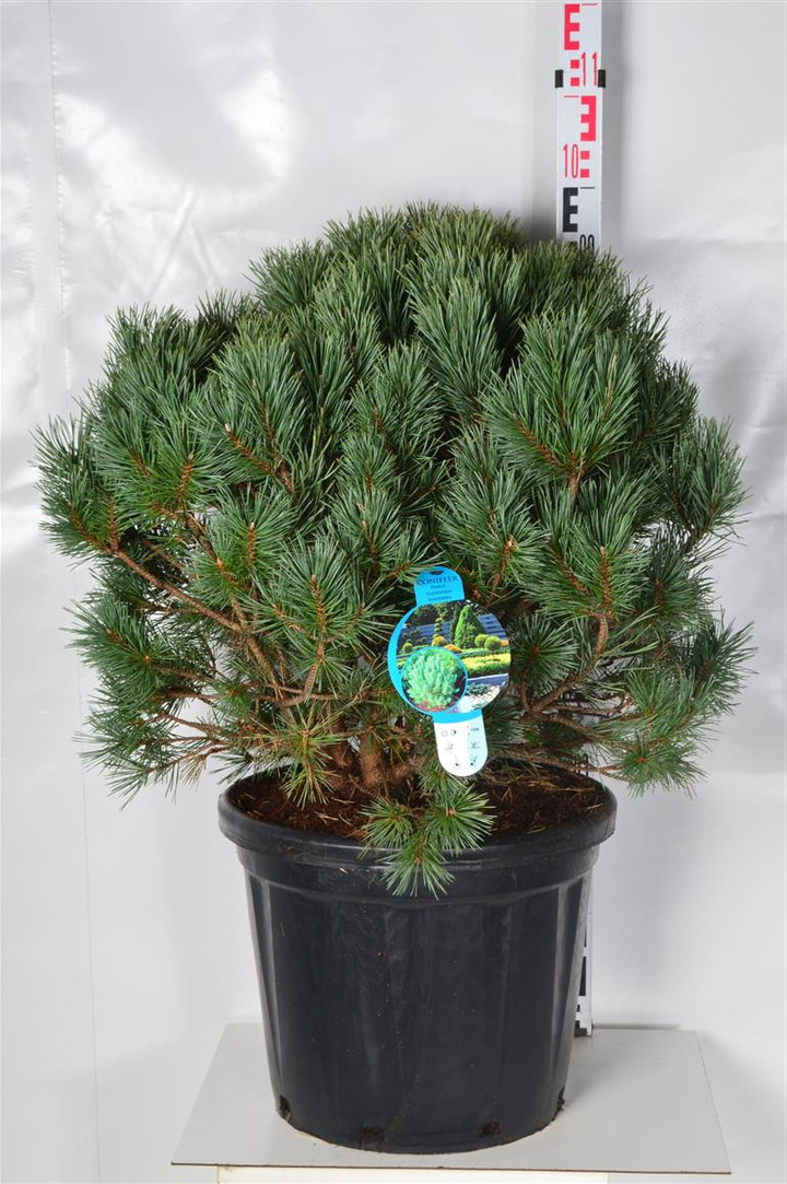 Pušis paprastoji (Lot Pinus sylv.) 'Watereri' C35 60-80 CM | PUŠYS | SPYGLIUOČIAI