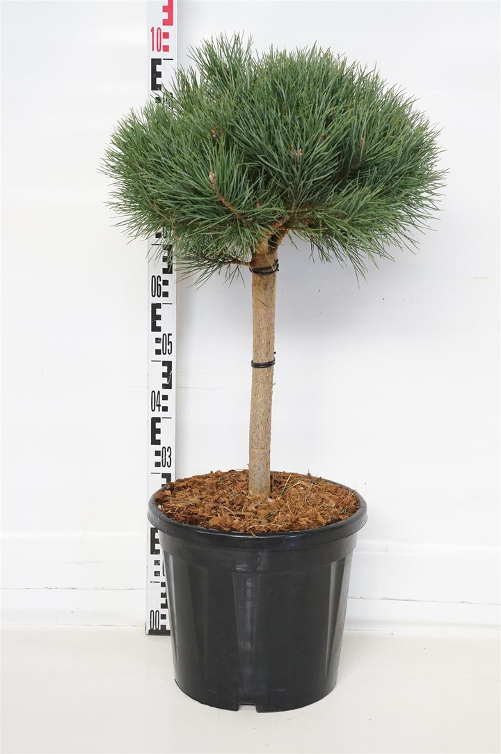 Pušis paprastoji (Lot Pinus sylv.) 'Watereri' C20 KOTAS 40 CM | PUŠYS | SPYGLIUOČIAI