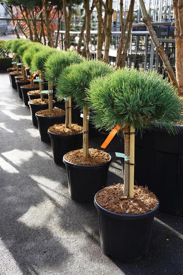 Pušis paprastoji (Lot Pinus sylv.) 'Watereri' C20 KOTAS 40 CM | PUŠYS | SPYGLIUOČIAI