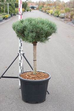 Pušis paprastoji (Lot Pinus sylv.) 'Watereri' C35 STIEBAS 40 CM