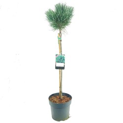 Pušis paprastoji (Lot Pinus sylv.) 'Watereri' C5/P23 STIEBAS 60 CM