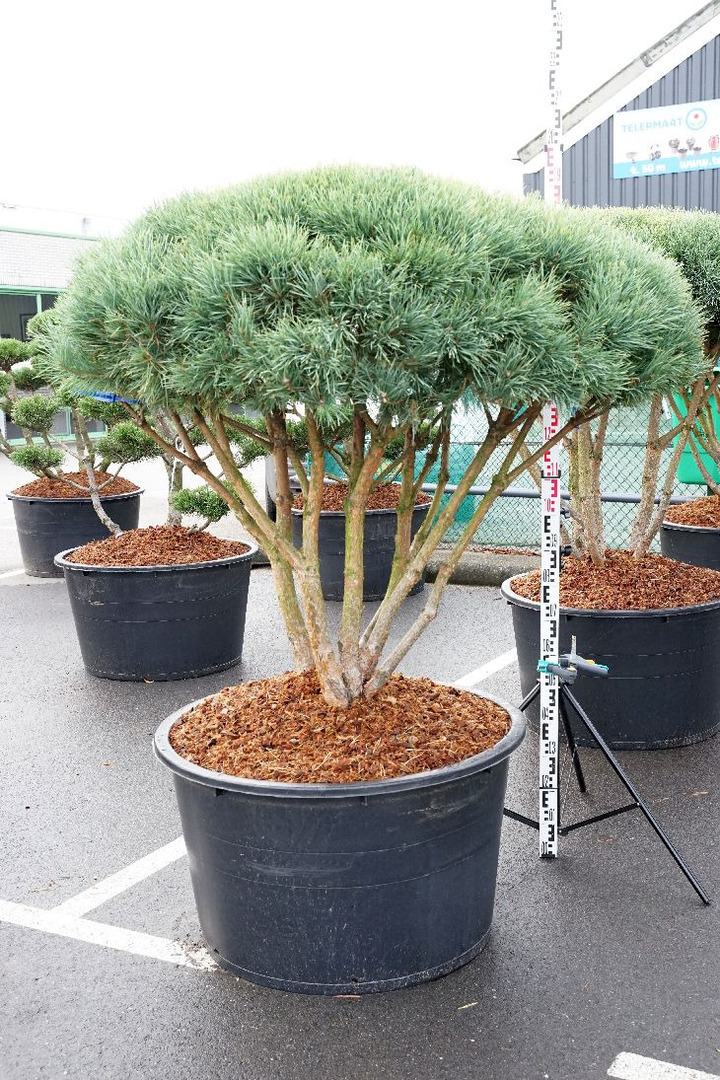 Pušis paprastoji (Lot Pinus sylv.) 'Watereri' SKĖTINĖS FORMOS | PUŠYS | SPYGLIUOČIAI
