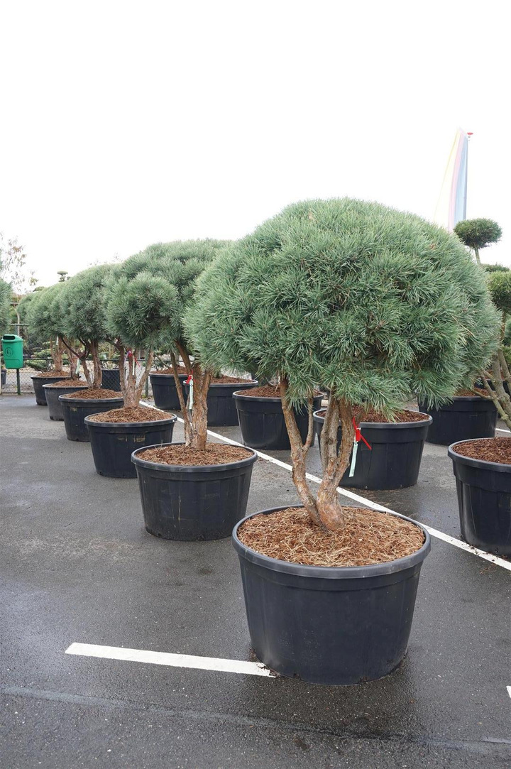 Pušis paprastoji (Lot Pinus sylv.) 'Watereri' SKĖTINĖS FORMOS | PUŠYS | SPYGLIUOČIAI