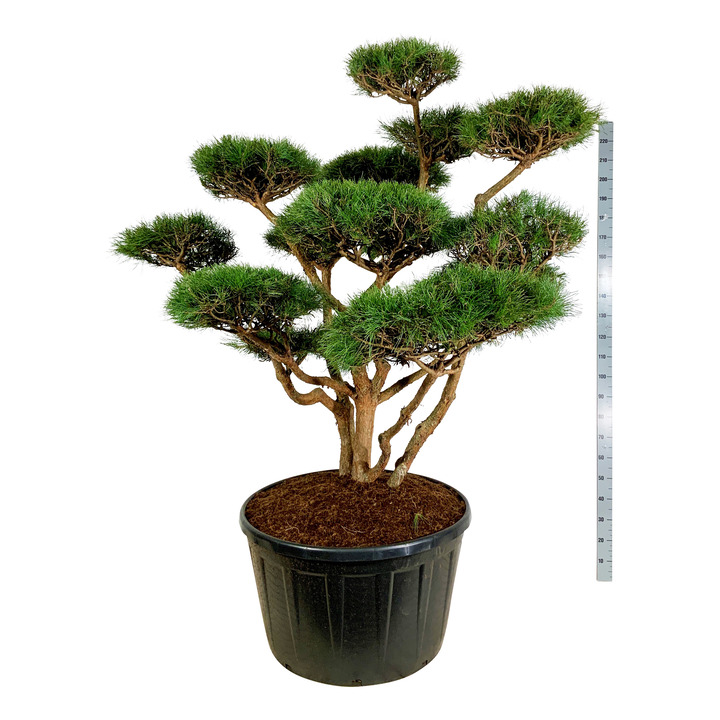 Pušis paprastoji (Lot Pinus sylv.) 'Watereri' NIWAKI BONSAI 150-175 C285 | PUŠYS | SPYGLIUOČIAI