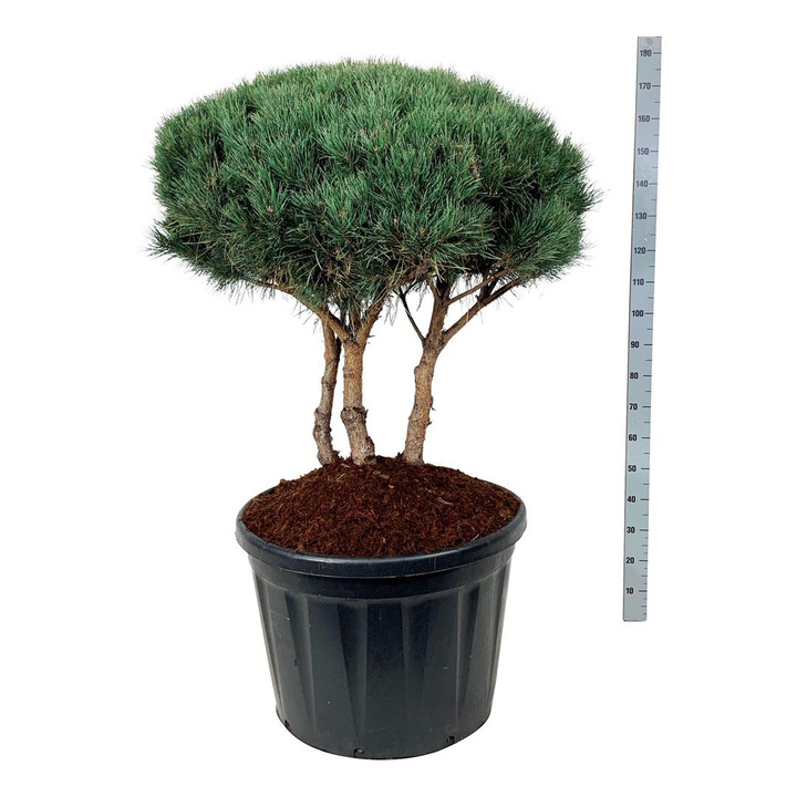 Pušis paprastoji (Lot Pinus sylv.) 'Watereri' UMBRELLA 80/100 CM C180 | PUŠYS | SPYGLIUOČIAI