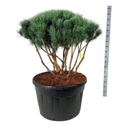 Pušis paprastoji (Lot Pinus sylv.) 'Watereri' SCHERM 100/+ C230/P85 - nuotrauka 1