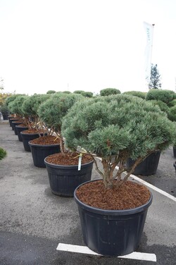 Pušis paprastoji (Lot Pinus sylv.) 'Watereri' SCHERM 100/+ C230/P85 - nuotrauka 2