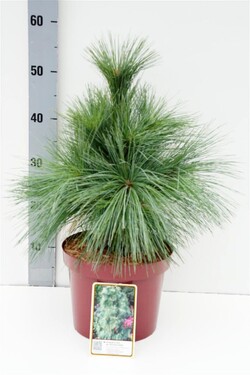 Pušis šverino (Lot Pinus schwerinii) 'Wiethorst' C3/P19 20-30 CM | PUŠYS | SPYGLIUOČIAI