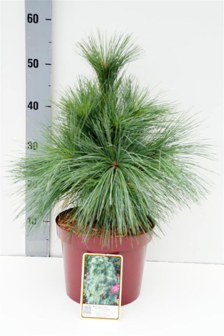 Pušis šverino (Lot Pinus schwerinii) 'Wiethorst' C3/P19 20-30 CM | PUŠYS | SPYGLIUOČIAI