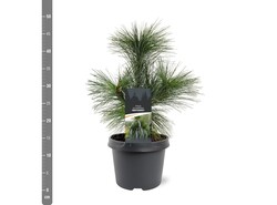 Pušis šverino (Lot Pinus schwerinii) 'Wiethorst' C3/P19 25-30 CM