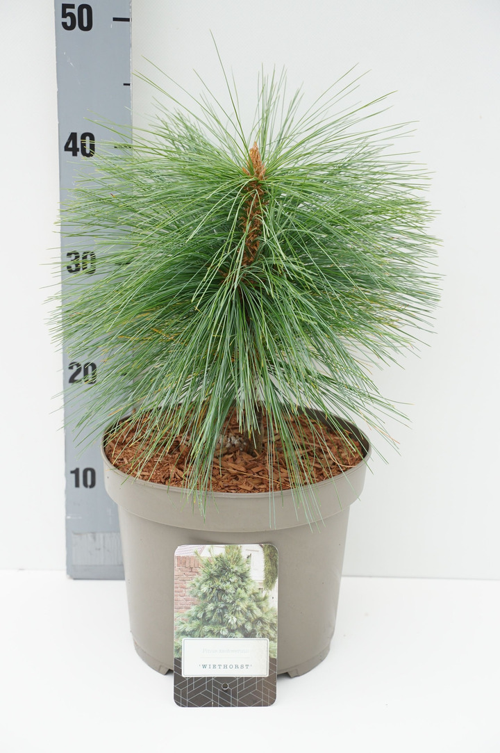 Pušis šverino (Lot Pinus schwerinii) 'Wiethorst' C5/P23 25-30 CM