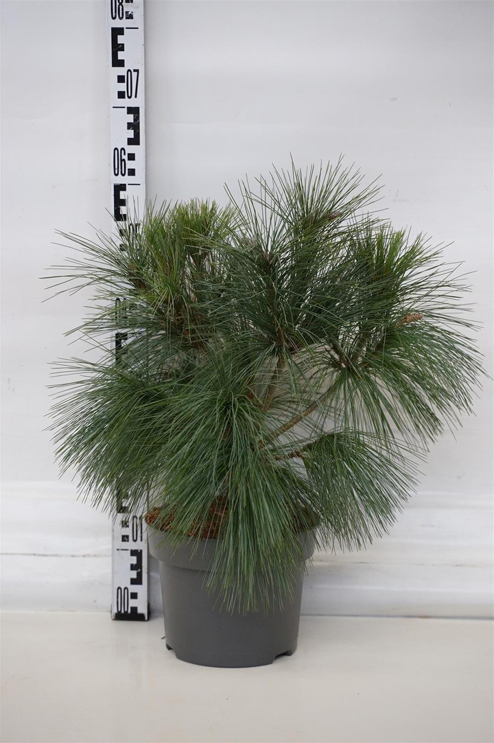 Pušis šverino (Lot Pinus schwerinii) 'Wiethorst' C5/P23 30-40 CM | PUŠYS | SPYGLIUOČIAI