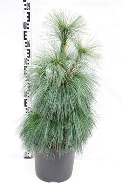 Pušis šverino (Lot Pinus schwerinii) 'Wiethorst' C10 60-80 CM