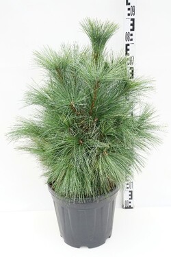 Pušis šverino (Lot Pinus schwerinii) 'Wiethorst' C12 60-80 CM