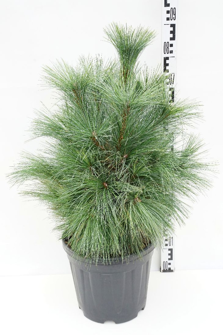 Pušis šverino (Lot Pinus schwerinii) 'Wiethorst' C12 60-80 CM