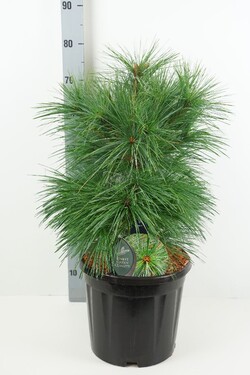 Pušis šverino (Lot Pinus schwerinii) 'Wiethorst' C13 40-50 CM