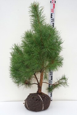 Pušis paprastoji (Lot Pinus sylvestris)  80-100 CM RB