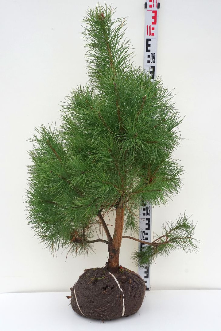 Pušis paprastoji (Lot Pinus sylvestris)  80-100 CM RB