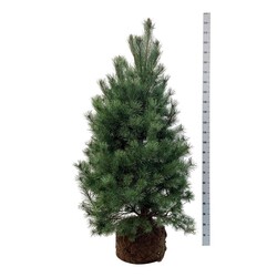 Pušis paprastoji (Lot Pinus sylvestris)  150-175 CM WRB EXTRA