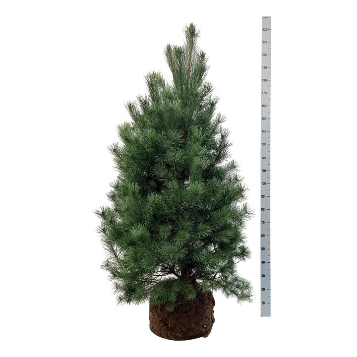 Pušis paprastoji (Lot Pinus sylvestris)  150-175 CM WRB EXTRA