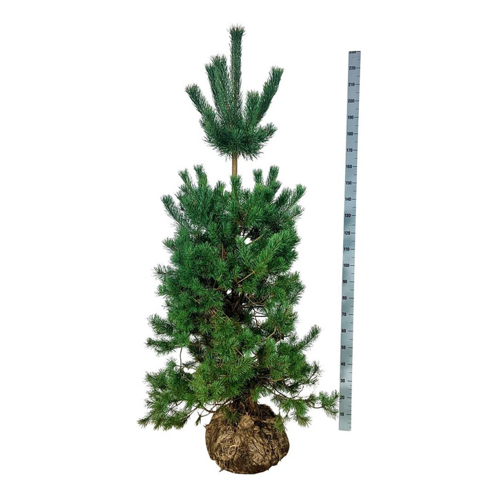 Pušis paprastoji (Lot Pinus sylvestris) 175-200 CM WRB | PUŠYS | SPYGLIUOČIAI