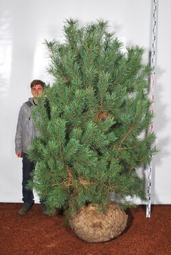 Pušis paprastoji (Lot Pinus sylvestris) 175-200 CM WRB - nuotrauka 2