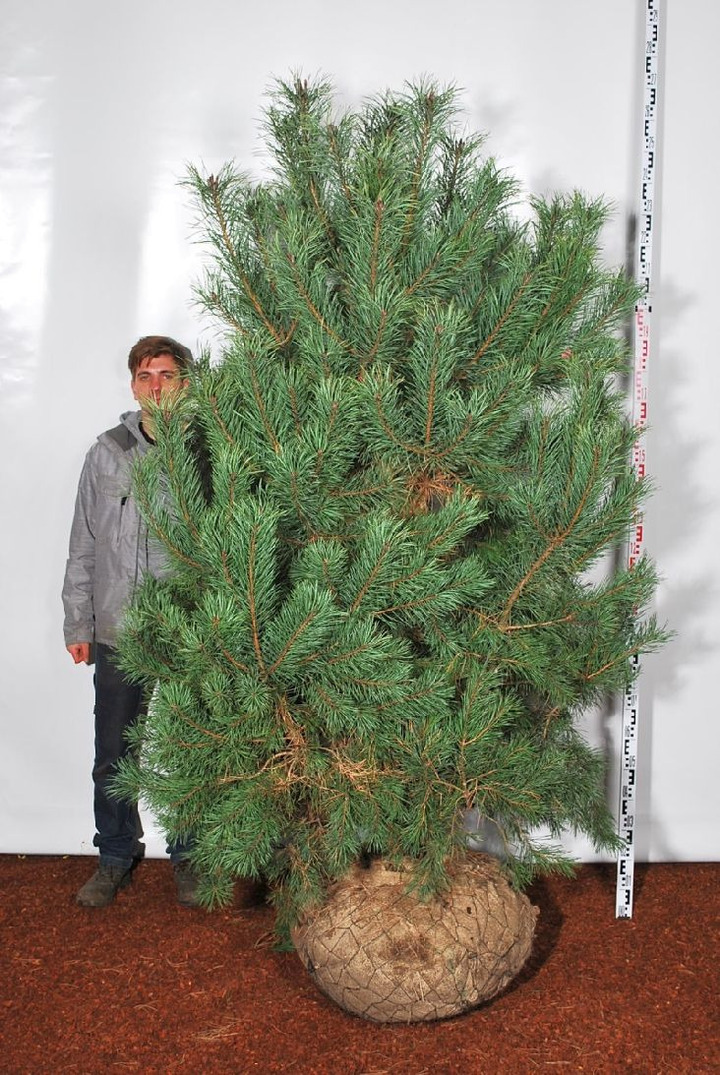 Pušis paprastoji (Lot Pinus sylvestris) 175-200 CM WRB | PUŠYS | SPYGLIUOČIAI