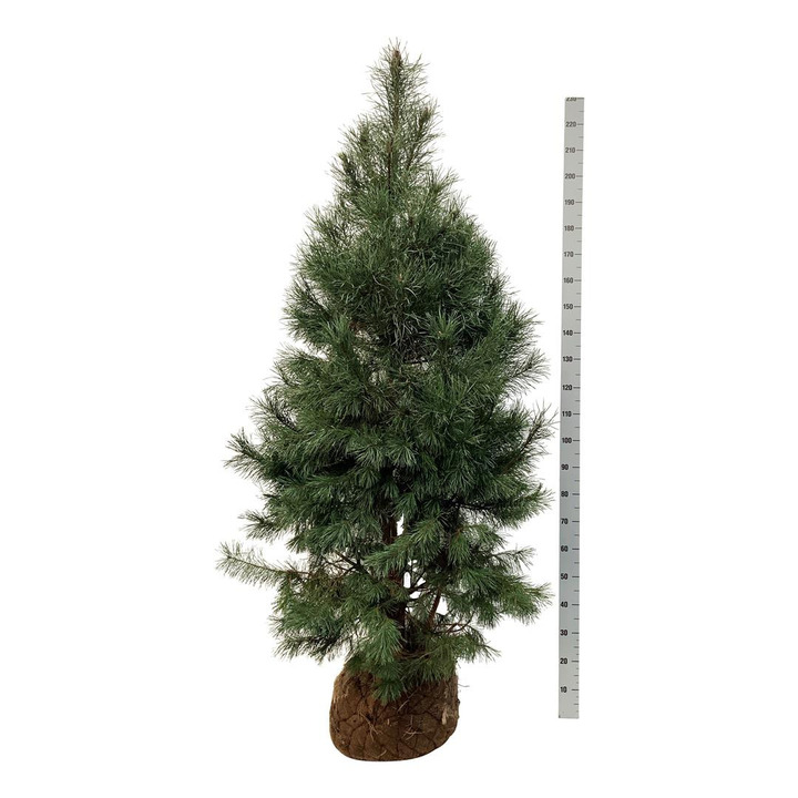 Pušis paprastoji (Lot Pinus sylvestris)  175-200 CM WRB EXTRA