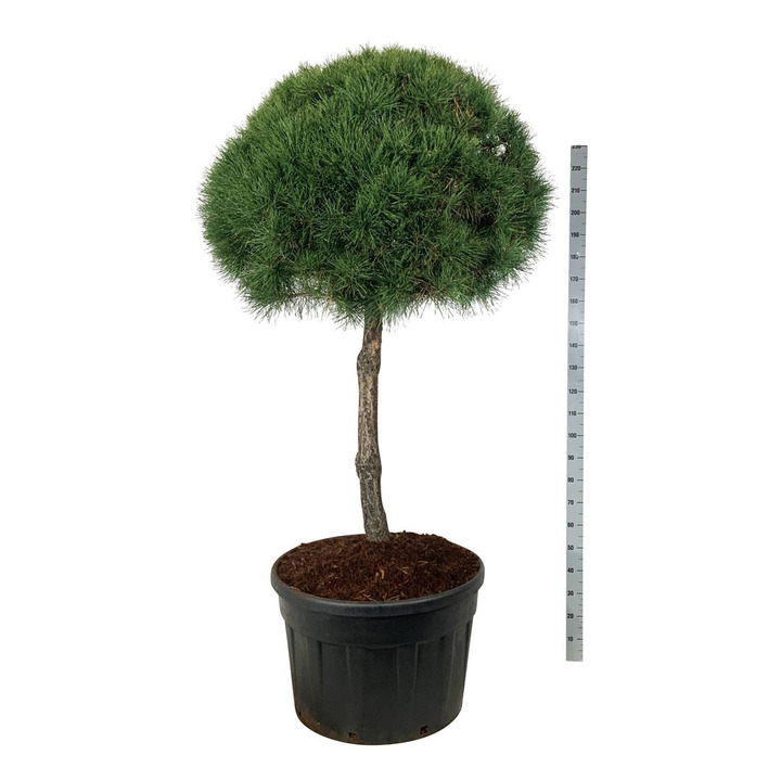 Pušis paprastoji (Lot Pinus sylvestris) C230 STIEBAS 100 CM | PUŠYS | SPYGLIUOČIAI