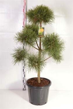 Pušis paprastoji (Lot Pinus sylvestris)   80-100 C25