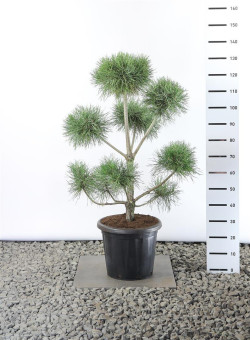 Pušis paprastoji (Lot Pinus sylvestris)  PLATEAU 80-100 CM EXTRA C25