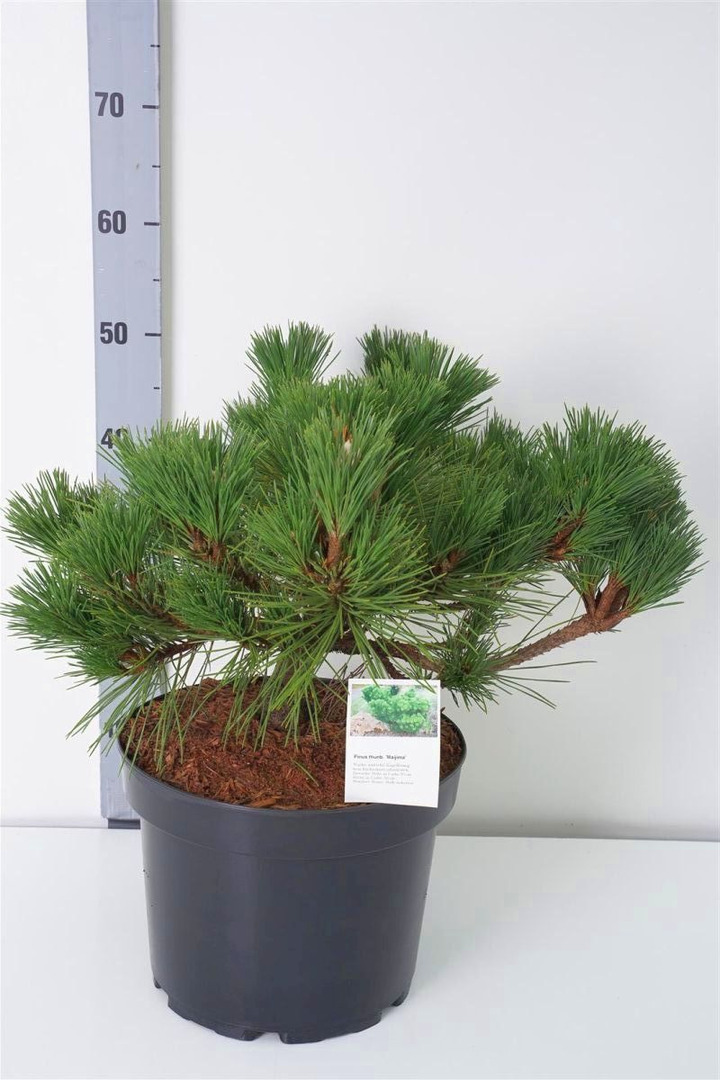 Pušis tunbergo (Lot Pinus thunbergii) 'Maijima' C10 40-50 CM