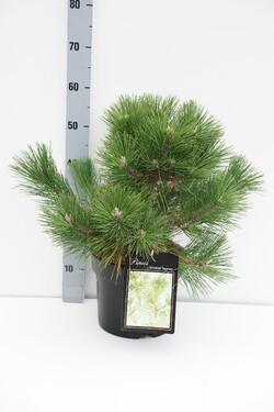 Pušis tunbergo (Lot Pinus thunbergii) 'Sayonara' C7,5/P26 30-40 CM | PUŠYS | SPYGLIUOČIAI