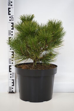 Baltasėklė pušis (Lot Pinus tabulaeformis) 'Shenyang' C10 30-40 CM