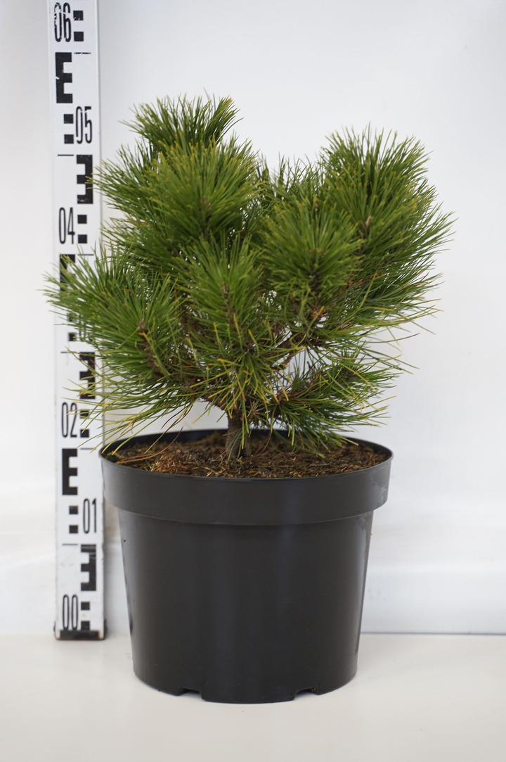 Baltasėklė pušis (Lot Pinus tabulaeformis) 'Shenyang' C10 30-40 CM