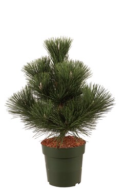 Pušis tunbergo (Lot Pinus thunbergii) 'Thunderhead' C5/P23 40-50 CM