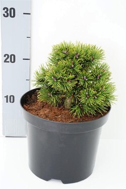 Pušis kablelinė (Lot Pinus uncinata) 'Grüne Welle' C3/P19 12-15 CM | PUŠYS | SPYGLIUOČIAI