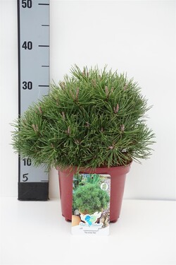 Pušis kablelinė (Lot Pinus uncinata) 'Nana' C3/P19 20-25 CM | PUŠYS | SPYGLIUOČIAI