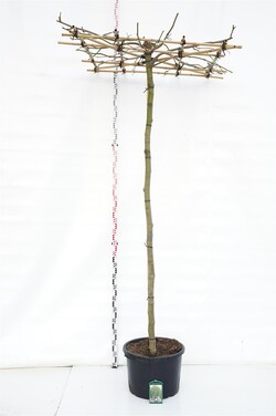 Klevalapis platanas (Lot Platanus hispanica) C50 STIEBAS 225 CM KAMIENO APIMTIS 14-16 CM