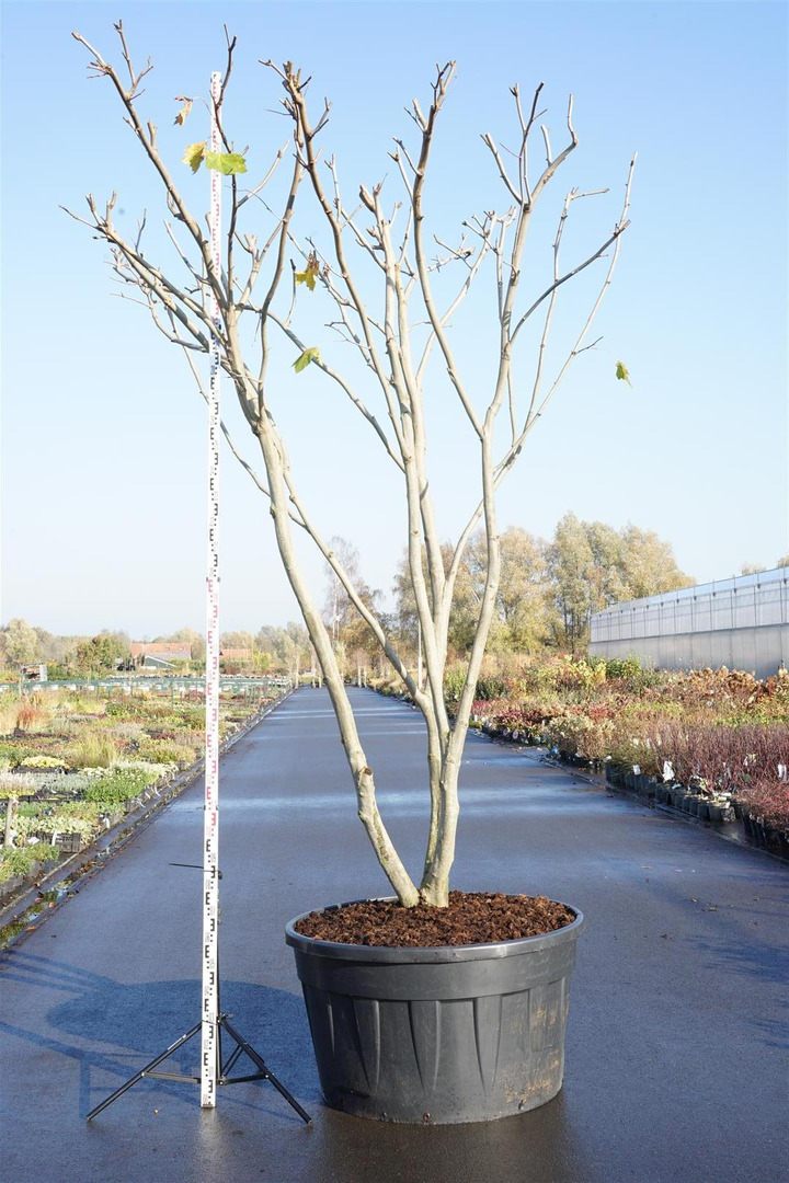 Klevalapis platanas (Lot Platanus hispanica) C500 ROOF DAUGEKAMIENIS | PLATANAI | MEDŽIAI